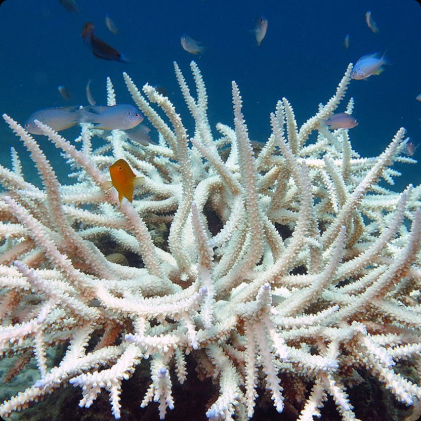 A Reason Why We Have Bleached Corals